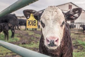 Berikut Jenis Sapi Qurban yang Bisa Kamu Pilih