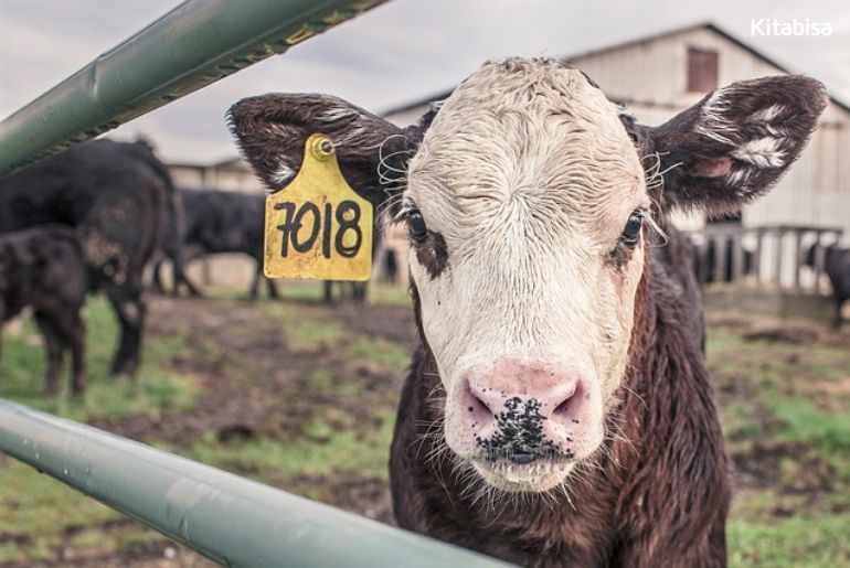 Berikut Jenis Sapi Qurban yang Bisa Kamu Pilih