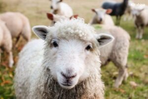 Pengertian dan Tata Cara Qurban Idul Adha