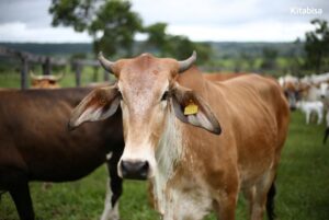 4 Tips Beli Hewan Qurban Online Tepercaya
