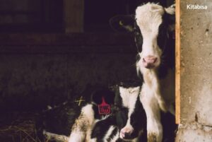 Harga Sapi Qurban 2019 Jelang Idul Adha