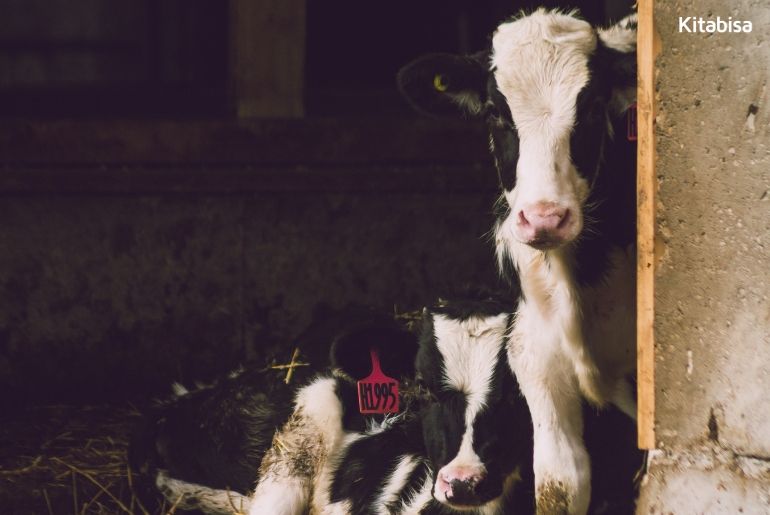 Harga Sapi Qurban 2019 Jelang Idul Adha