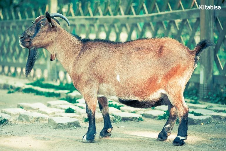 Bagaimana Hukum dan Ketentuan Qurban Idul Adha?