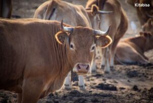 Pengertian Qurban dalam Islam, Makna, dan Ketentuan
