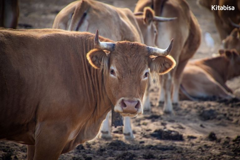 Pengertian Qurban dalam Islam, Makna, dan Ketentuan