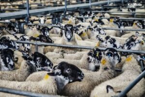 Pengertian Qurban Menurut Syariat Islam dan Sejarah Dilaksanakannya
