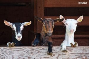 Apa Hukum Qurban dengan Kambing Betina?