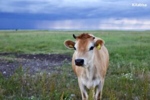Perkiraan Harga Sapi Qurban Agustus 2019 di Indonesia