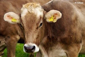 Ingin Berqurban? Simak Ketentuan Qurban Idul Adha
