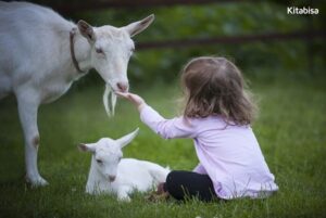Berikut Penjelasan tentang Niat Qurban untuk Orang Lain