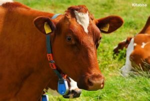 Harga Sapi Qurban di Jawa Terbaru Tahun 2019