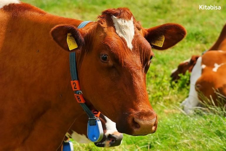 Harga Sapi Qurban di Jawa Terbaru Tahun 2019