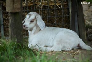 Niat Qurban untuk Orang yang Sudah Meninggal, Bagaimana Hukumnya?