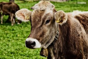 Ini Jenis Sapi Terbaik yang Bisa Kamu Beli untuk Qurban