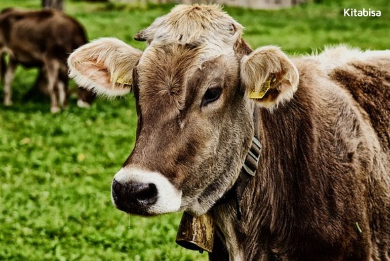 Ini Jenis Sapi Terbaik yang Bisa Kamu Beli untuk Qurban
