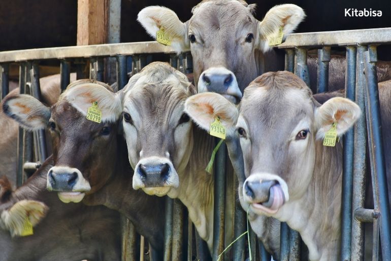 Daftar Harga Sapi Qurban 2019, Ini Perkiraannya