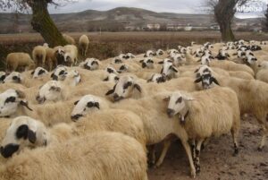 Tips Membeli Kambing Qurban dengan Harga Terbaik