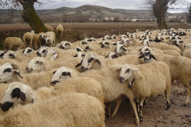 Tips Membeli Kambing Qurban dengan Harga Terbaik