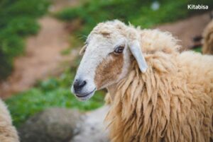 Kambing Qurban Online di Kitabisa