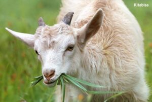 Hukum dan Ketentuan Qurban dengan Kambing