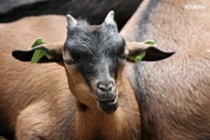 Jelang Qurban, Berikut Harga Kambing Qurban 2019