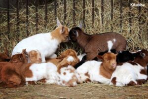 Berapa Batasan Umur Anak Kambing untuk Diqurbankan?