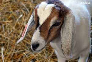 Apakah Kambing Qurban Harus Jantan?