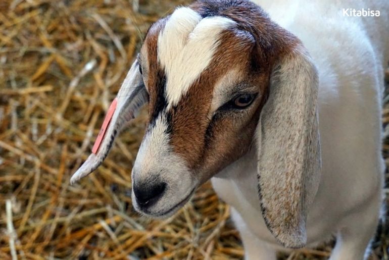 Apakah Kambing Qurban Harus Jantan?