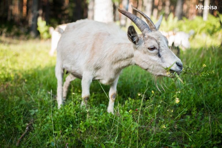Cek Harga Kambing Qurban per Ekor