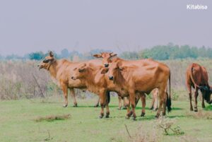 Manakah yang Lebih Baik, Qurban Kambing atau Sapi?