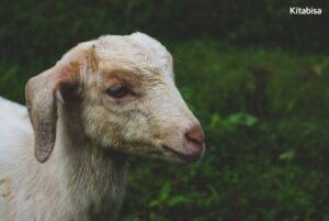 Bingung Pilih Kambing Qurban? Ini Jenis dan Harga Kambing Buat Qurban