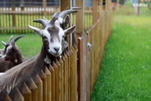 Jenis dan Harga Kambing Idul Adha yang Terbaik