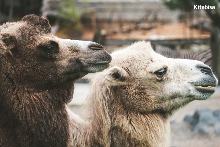Mana yang Lebih Baik, Hewan Qurban Jantan atau Betina?