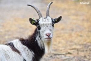 Tips Memilih Kambing Qurban yang Sesuai dengan Syariat