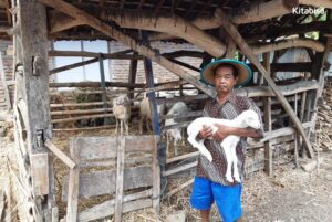 Lebih dari 4 Ribu Orang Salurkan Qurban 2019 di Kitabisa