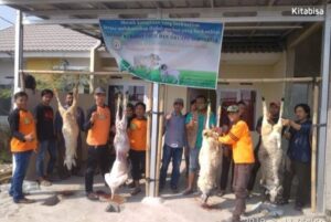 Pembagian Daging Qurban untuk Yatim dan Dhuafa