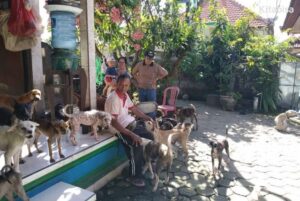 anjing jalanan