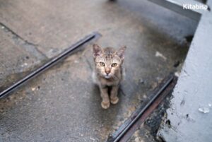 kucing terlantar