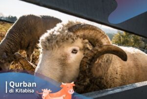 pengertian qurban dan aqiqah
