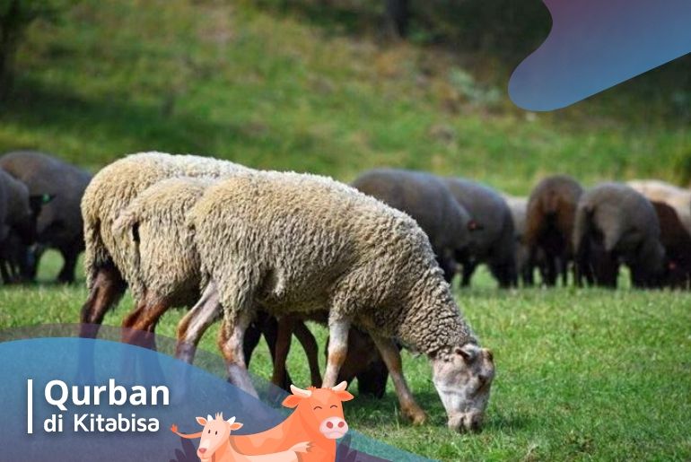 ketentuan qurban yang benar adalah