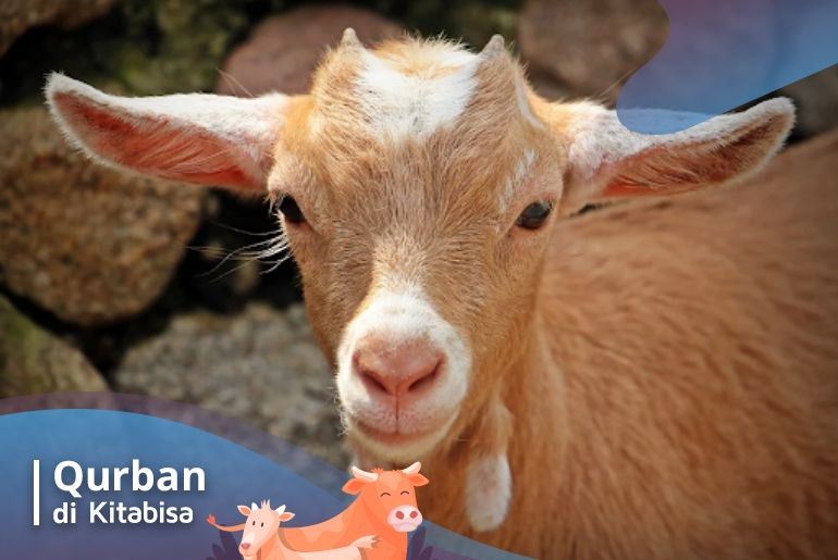 hukumnya qurban sebelum aqiqah