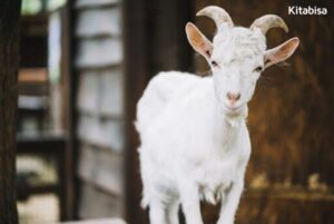 tujuan qurban
