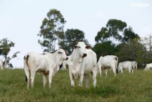 sembelih qurban