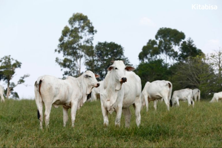 sembelih qurban