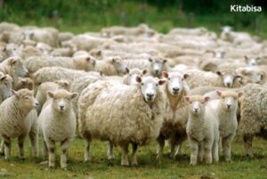 keutamaan berqurban idul adha