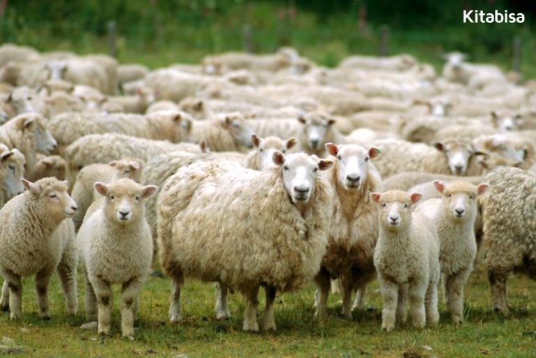 keutamaan berqurban idul adha