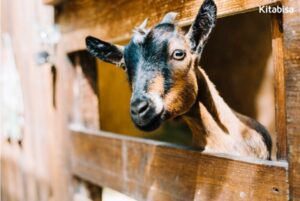 kambing qurban