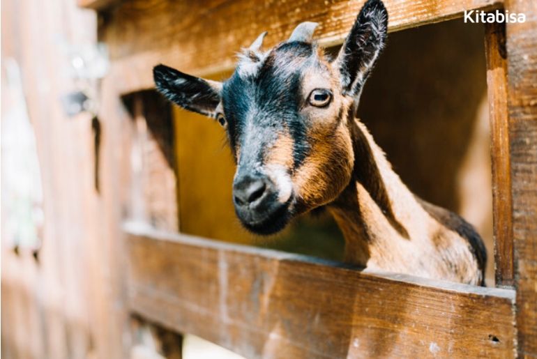 kambing qurban