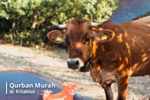 harga hewan qurban 2020