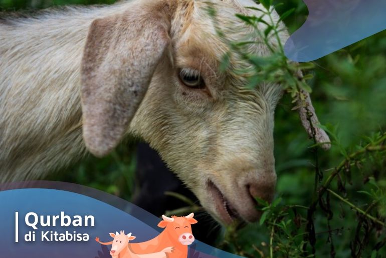 hukum qurban